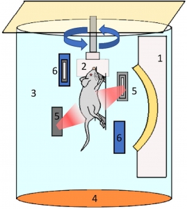 Rat-Placental-Imaging-269x300.jpg