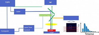 RTS2-FLIM - система визуализации времени жизни флуоресценции фото 3