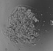ED-OMS-V1 - учебный набор по оптической микроскопии фото 3
